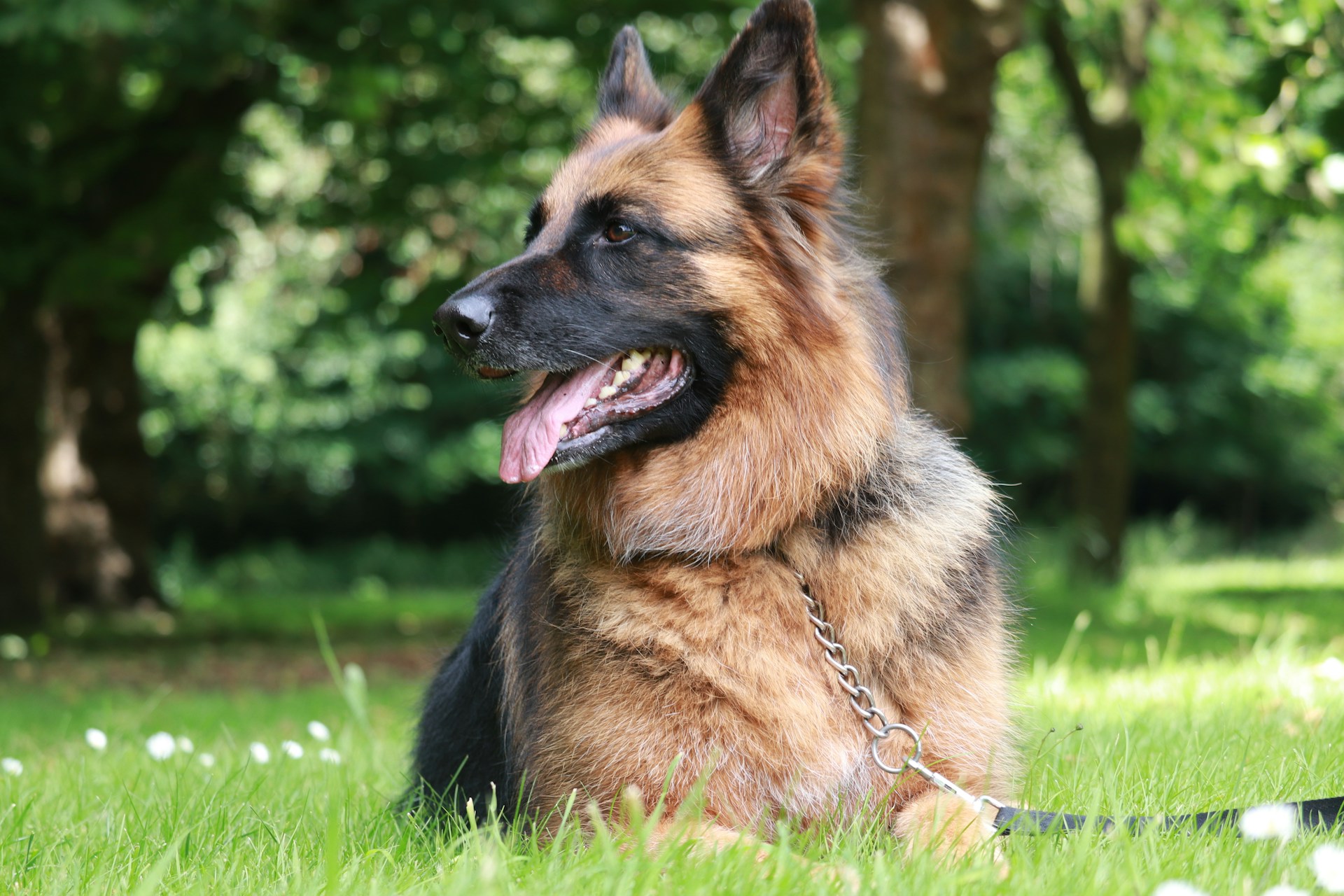 plemena-nemecky-ovcak